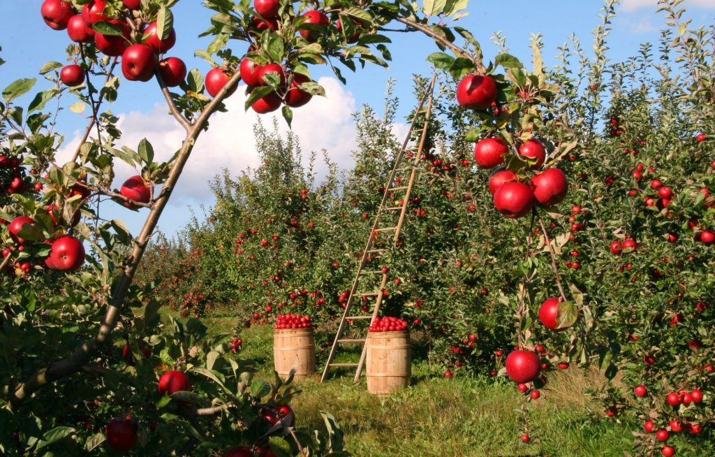 Les grands principes de l’agriculture biologique 32