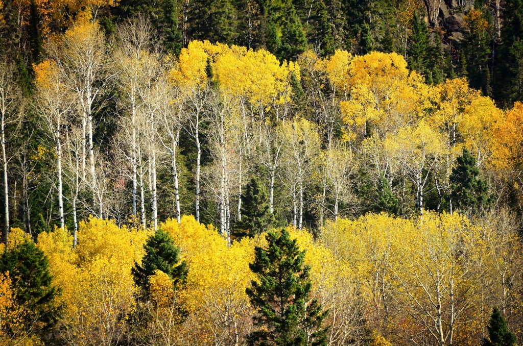 Pourquoi protéger son environnement ? 32