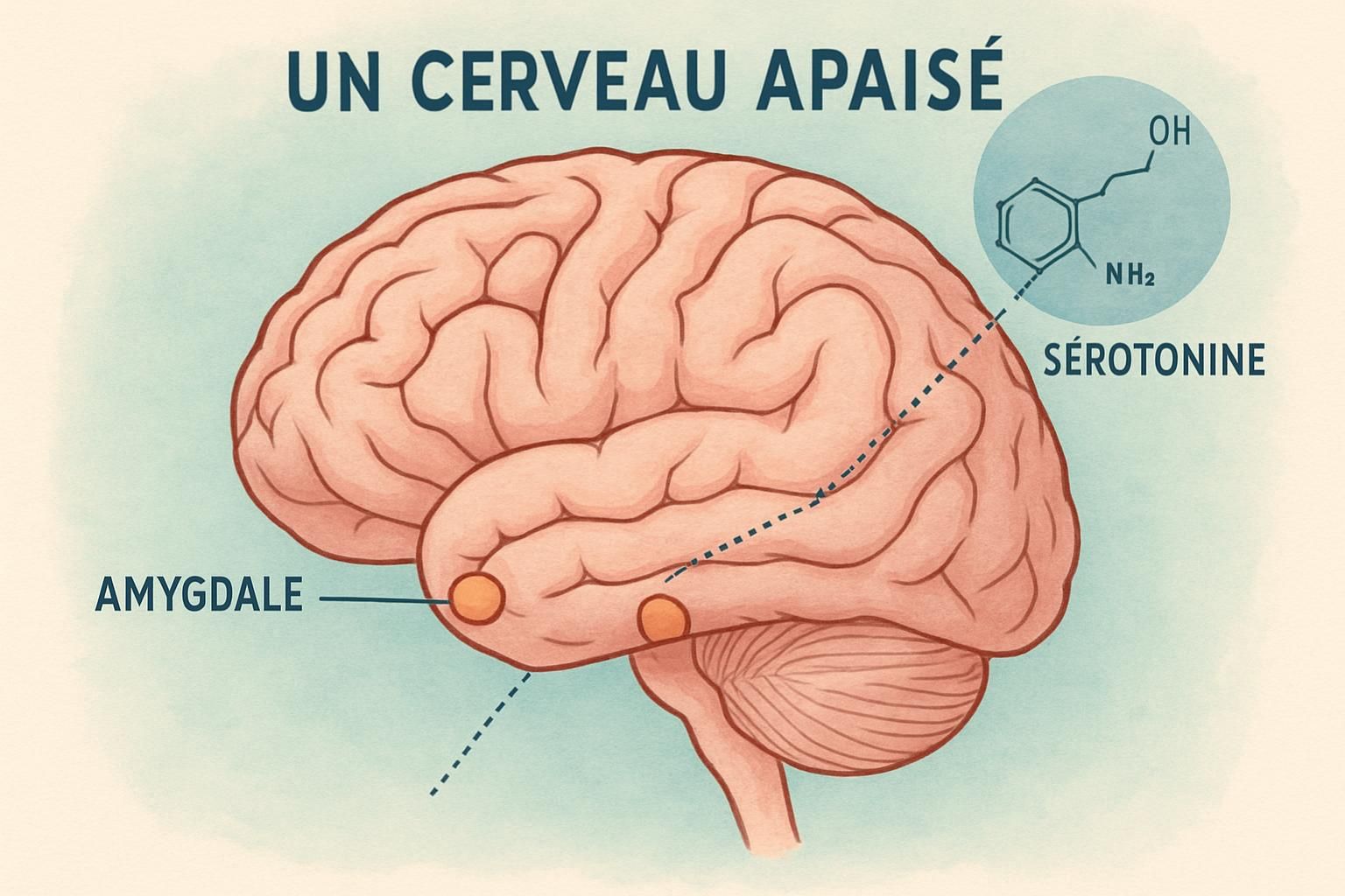 découvrez comment le cbd peut favoriser le bien-être émotionnel en aidant à lâcher prise sur le regard des autres et à retrouver confiance en soi.